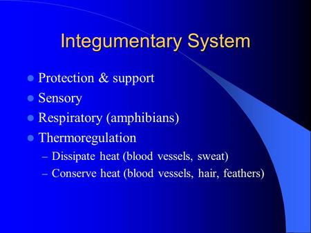 Integumentary System Protection & support Sensory Respiratory (amphibians) Thermoregulation – Dissipate heat (blood vessels, sweat) – Conserve heat (blood.