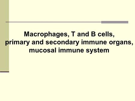 Macrophages, T and B cells, primary and secondary immune organs,