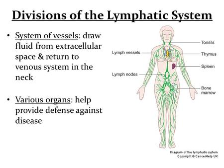 Divisions of the Lymphatic System System of vessels: draw fluid from extracellular space & return to venous system in the neck Various organs: help provide.