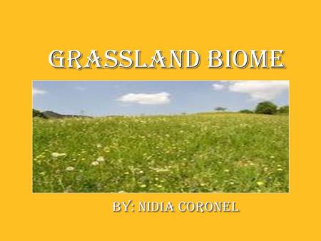 Grassland Biome Grassland Biome By: nIDIA coronel By: nIDIA coronel.