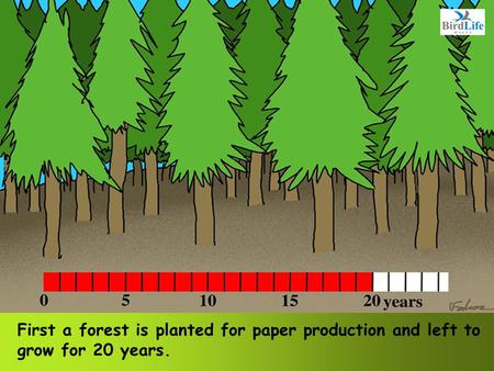 First a forest is planted for paper production and left to grow for 20 years.