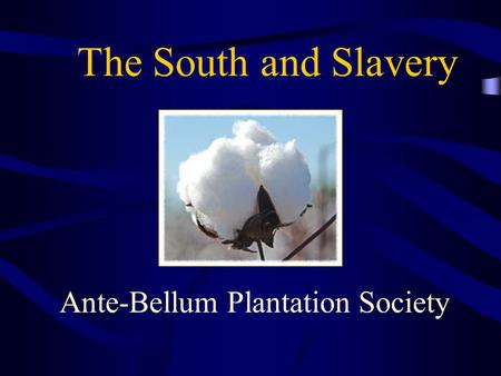 Ante-Bellum Plantation Society