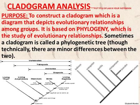 CLADOGRAM ANALYSIS***PUT TITLE OF LAB IN YOUR NOTEBOOK