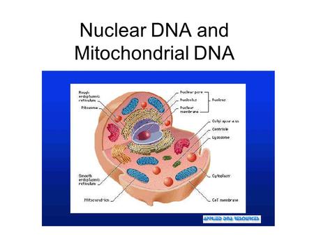 Nuclear DNA and Mitochondrial DNA. Nuclear DNA Present in almost every cell Combination from both parents; 23 chromosomes from each parent.
