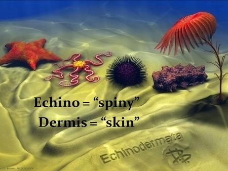 Echino = “spiny” Dermis = “skin”