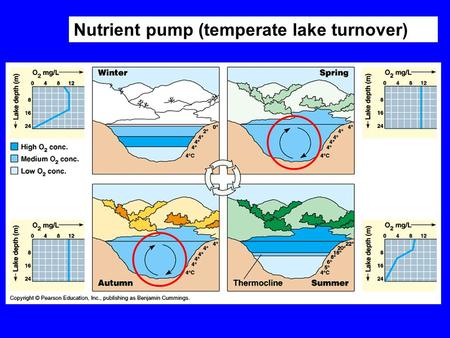 Nutrient pump (temperate lake turnover). BIOGEOCHEMICAL CYCLES: A few general points (terrestrial systems): 1.Nutrient cycling is never perfect i.e. always.