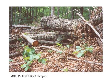 MOFEP - Leaf Litter Arthropods. 90% of a forest community’s net 1° productivity is cycled through the litter community Microbes and fungi can do much.