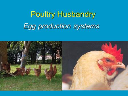 Poultry Husbandry Egg production systems. History of the laying hen Wild junglefowl – approx 60 eggs/year 1960’s – commercial egg laying breed produced.