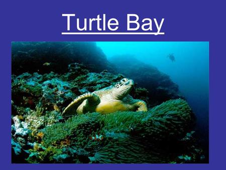 Turtle Bay Standards ELA 3R1 The student demonstrates the ability to read orally with speed, accuracy and expression Elements The student… a.Applies.