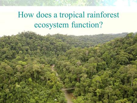 How does a tropical rainforest ecosystem function?