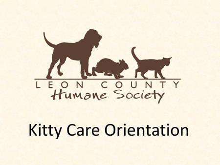 Kitty Care Orientation. A Little Bit About LCHS Formed in 1960. We have over 50 years of experience in animal welfare. Adopt out between 400- 500 homeless.