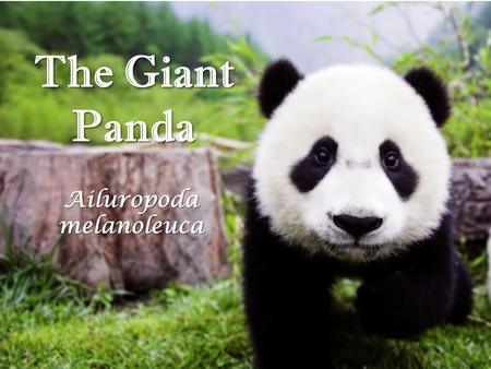 The Giant Panda Ailuropoda melanoleuca. Diet 99% Bamboo 1% small insects (usually living on bamboo) Apx. 20 to 45 lbs (9-20 kg) of bamboo shoots a day.