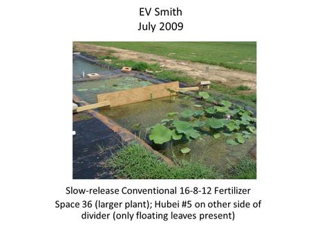 Slow-release Conventional 16-8-12 Fertilizer Space 36 (larger plant); Hubei #5 on other side of divider (only floating leaves present) EV Smith July 2009.