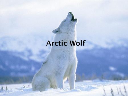Arctic Wolf. Northern edge of the North American continent Northward to the North Pole Eastern and northern shores of Greenland Northern Hemisphere.
