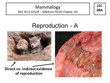 Reproduction - A Direct vs. indirect evidence of reproduction Mammalogy (Fall 2013 Althoff - reference FDVM Chapter 10) LEC 08A.