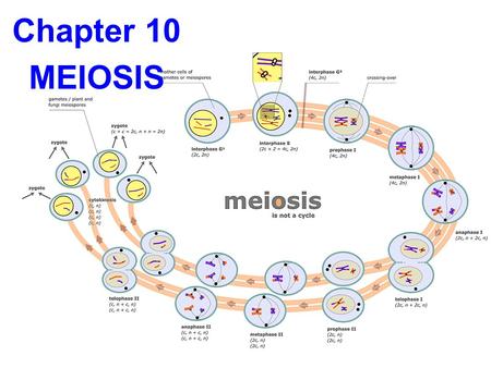 Copyright © The McGraw-Hill Companies, Inc. Permission required for reproduction or display. Chapter 10 MEIOSIS.