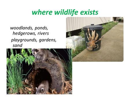 Where wildlife exists woodlands, ponds, hedgerows, rivers playgrounds, gardens, sand.