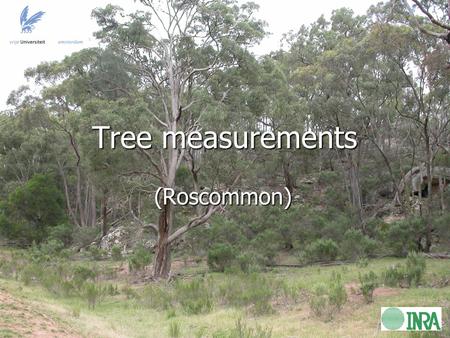 Tree measurements (Roscommon). Research objective: To compare modeled values of TB (using τ-ω model*) with airborne values of TB over heterogeneous tree-covered.
