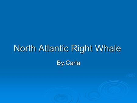 North Atlantic Right Whale By.Carla. Physical Characteristics  The North Atlantic Right Whale is between 45 and 55 feet long.  The North Atlantic Right.