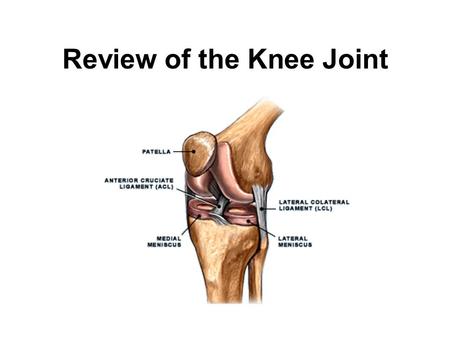 Review of the Knee Joint. Name the ligament Semitendinosus Action: –Flexion of the knee –Internal rotation of the knee Name the muscle and its action(s)