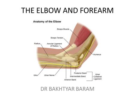 THE ELBOW AND FOREARM DR BAKHTYAR BARAM. ANATOMY.