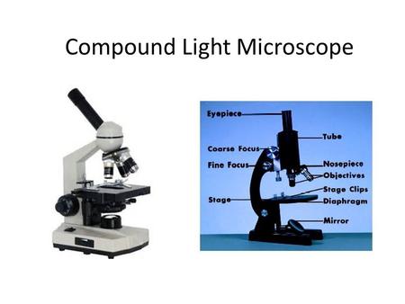 Compound Light Microscope. How does it work? 1.Uses Light and lenses 2.Most common type in schools 3.Can magnify up to 2000x the actual size.