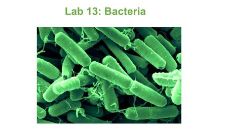 Lab 13: Bacteria. Review classification within the biological world Understand characteristics used to identify microorganisms Learn how to prepare a.