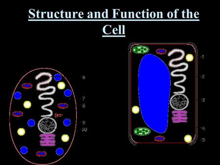 Structure and Function of the Cell. Cells make up all living things.
