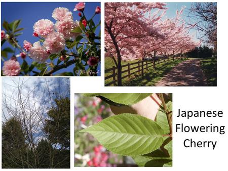 Japanese Flowering Cherry Jap Deciduous Trees Plant ID Week 1.