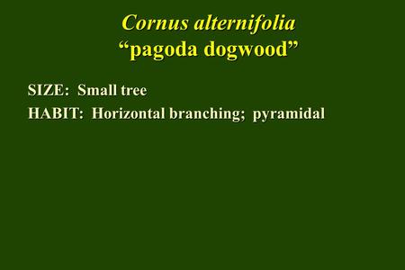 Cornus alternifolia “pagoda dogwood”