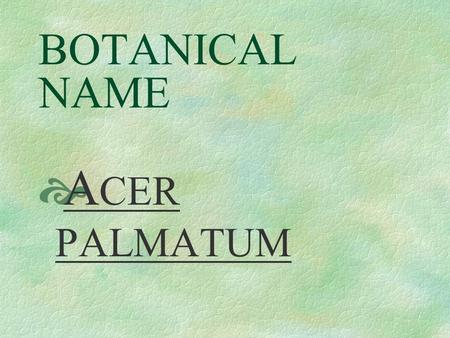 BOTANICAL NAME  A CER PALMATUM PRONUNCIATION  AY - ser pal - MAY - tum.