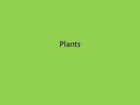 Plants. Plants and Photosynthesis An Overview of Plants A.Plant Cells 1.Unlike animal cells, plant cells have a cell wall, which provide structure and.