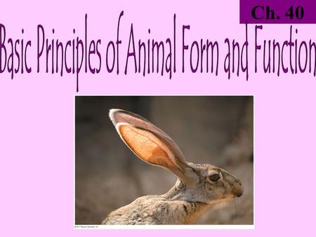 Basic Principles of Animal Form and Function
