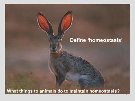 Define ‘homeostasis’ What things to animals do to maintain homeostasis?