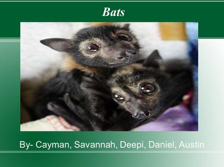 Bats By- Cayman, Savannah, Deepi, Daniel, Austin.