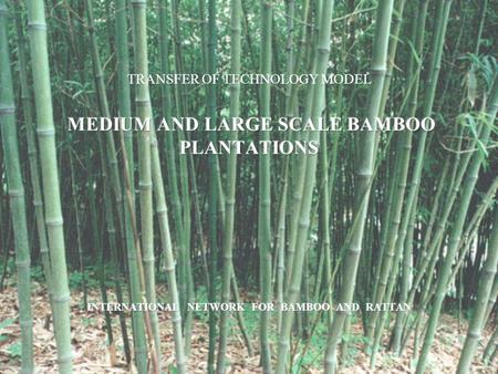 Bamboos grow more rapidly than trees and start to yield within three or four years of planting. Plantation establishment requires minimal capital investment.
