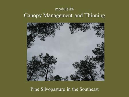 Module #4 Canopy Management and Thinning Pine Silvopasture in the Southeast.