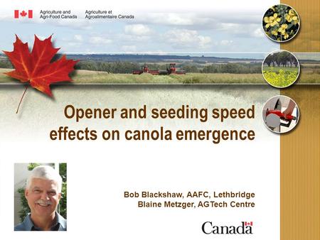 Opener and seeding speed effects on canola emergence Bob Blackshaw, AAFC, Lethbridge Blaine Metzger, AGTech Centre.