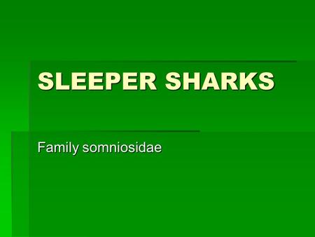 SLEEPER SHARKS Family somniosidae. Classification  Kingdom animalia  Phylum chordata  Class chondrichthyes  Order squaliformes  Family somniosidae.