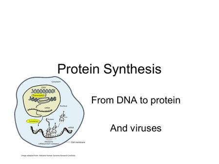 Protein Synthesis From DNA to protein And viruses.