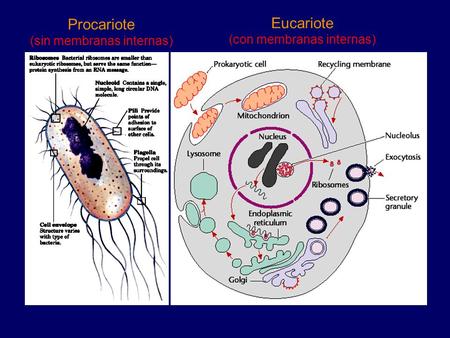 Procariote Eucariote (sin membranas internas) (con membranas internas)
