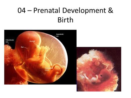 04 – Prenatal Development & Birth