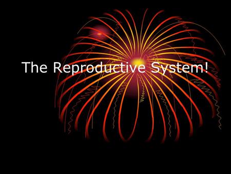 The Reproductive System! Inside the woman’s body For a women the possibility for reproduction starts in the ovaries. The ovaries act as an egg carton,