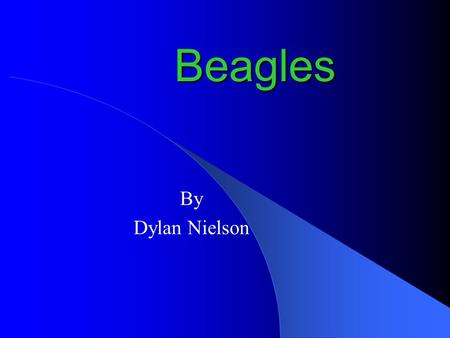 Beagles By Dylan Nielson.