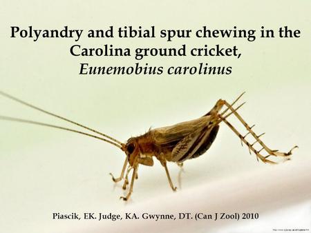 Polyandry and tibial spur chewing in the Carolina ground cricket, Eunemobius carolinus  Piascik, EK. Judge, KA. Gwynne,