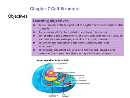 Objectives Chapter 7 Cell Structure. Microscopes are used to make cells look bigger The Compound Microscope The first person to discover microscopic.