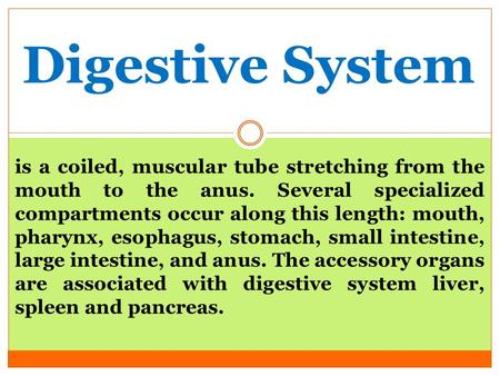 Digestive System is a coiled, muscular tube stretching from the mouth to the anus. Several specialized compartments occur along this length: mouth, pharynx,