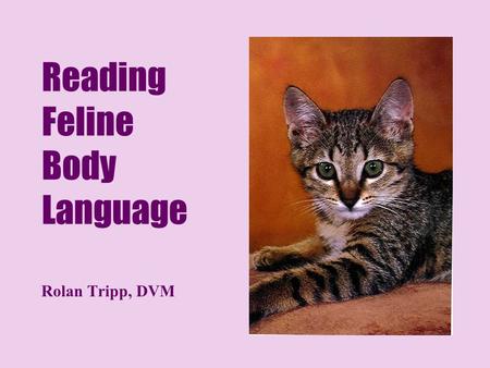 Reading Feline Body Language Rolan Tripp, DVM. © Rolan Tripp, DVM 2 Purring Contentment May occur when in pain or just before dying = “Seeking companionship”