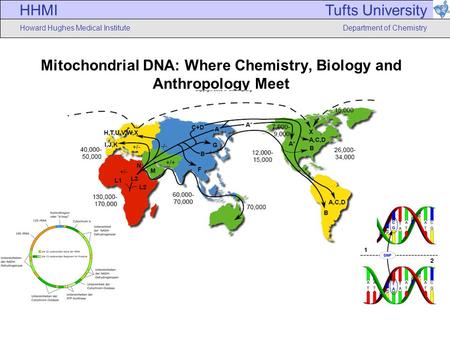 HHMI Howard Hughes Medical Institute Tufts University Department of Chemistry Mitochondrial DNA: Where Chemistry, Biology and Anthropology Meet.