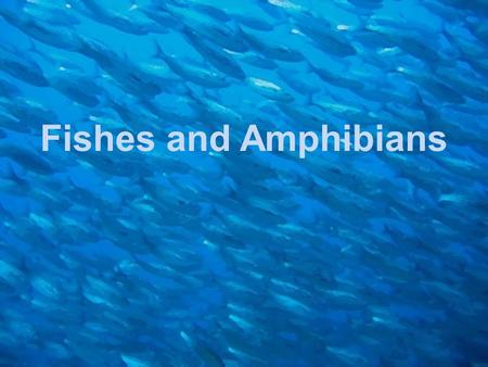 Fishes and Amphibians.